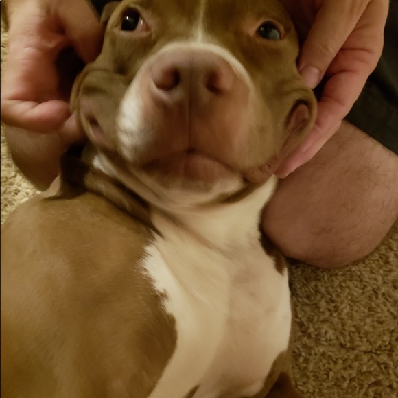 Meet your Posher, Fawn - Picture 2 of 7